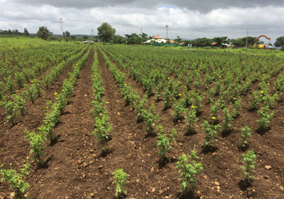 Supreme Agro Farms,Kolhapur